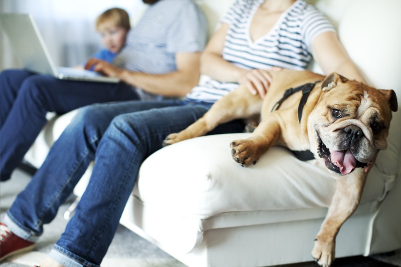 Can Your Pets Affect Your Indoor Air Quality in Hanahan, SC?